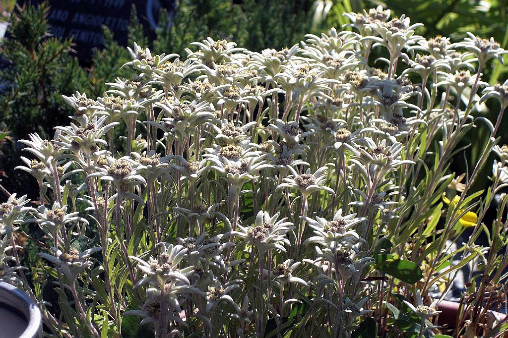 10 Stelle alpine.JPG